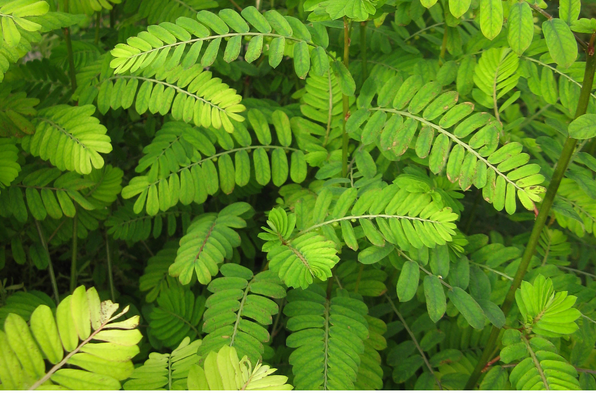 Chanca Piedra("zdrobitorul de pietre")